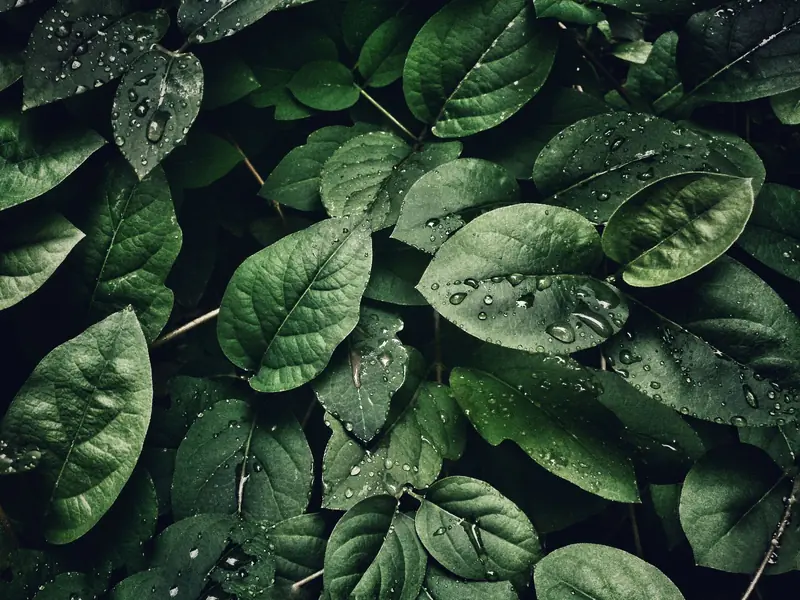 Green leaves covered in dew drops