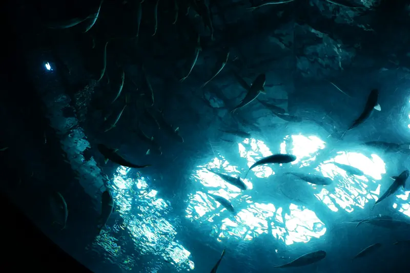 A school of fish swimming through sunlit blue water
