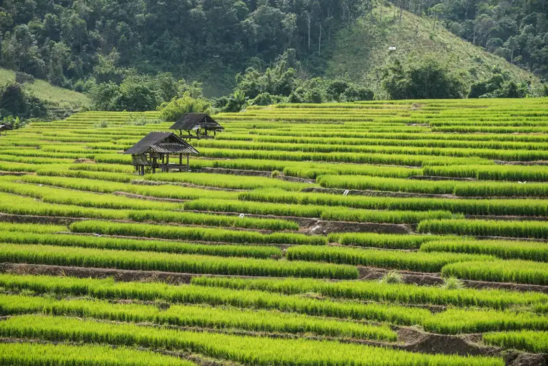 นาขั้นบันไดสีเขียวและกระท่อมในภาคเหนือของไทย