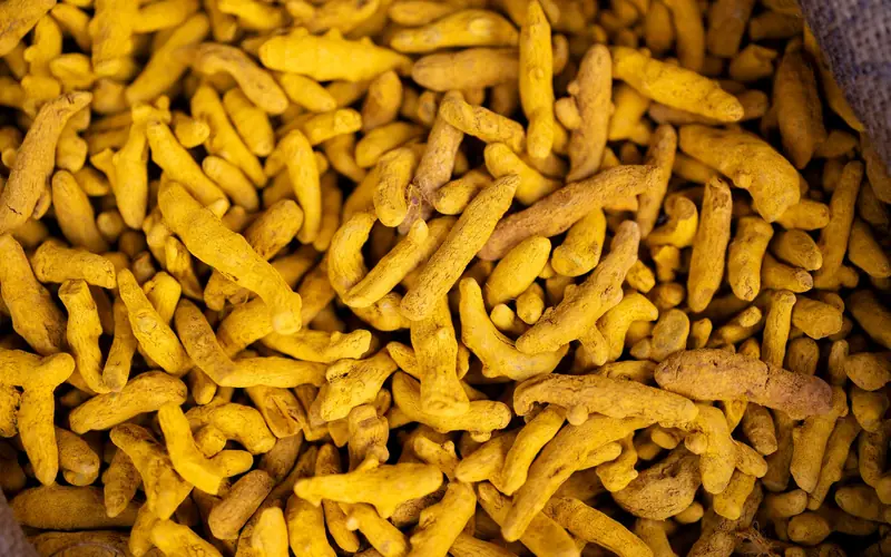 Fresh yellow turmeric roots